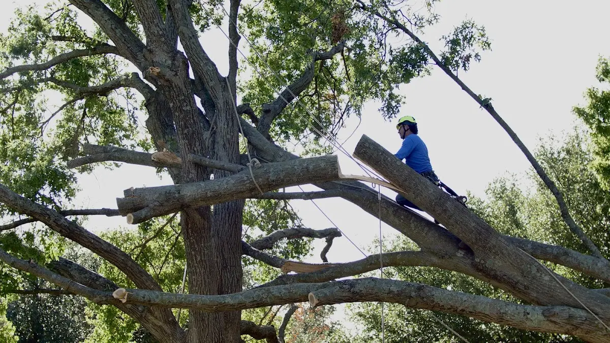 Professional Crown Thinning performed by certified arborists in Orosi