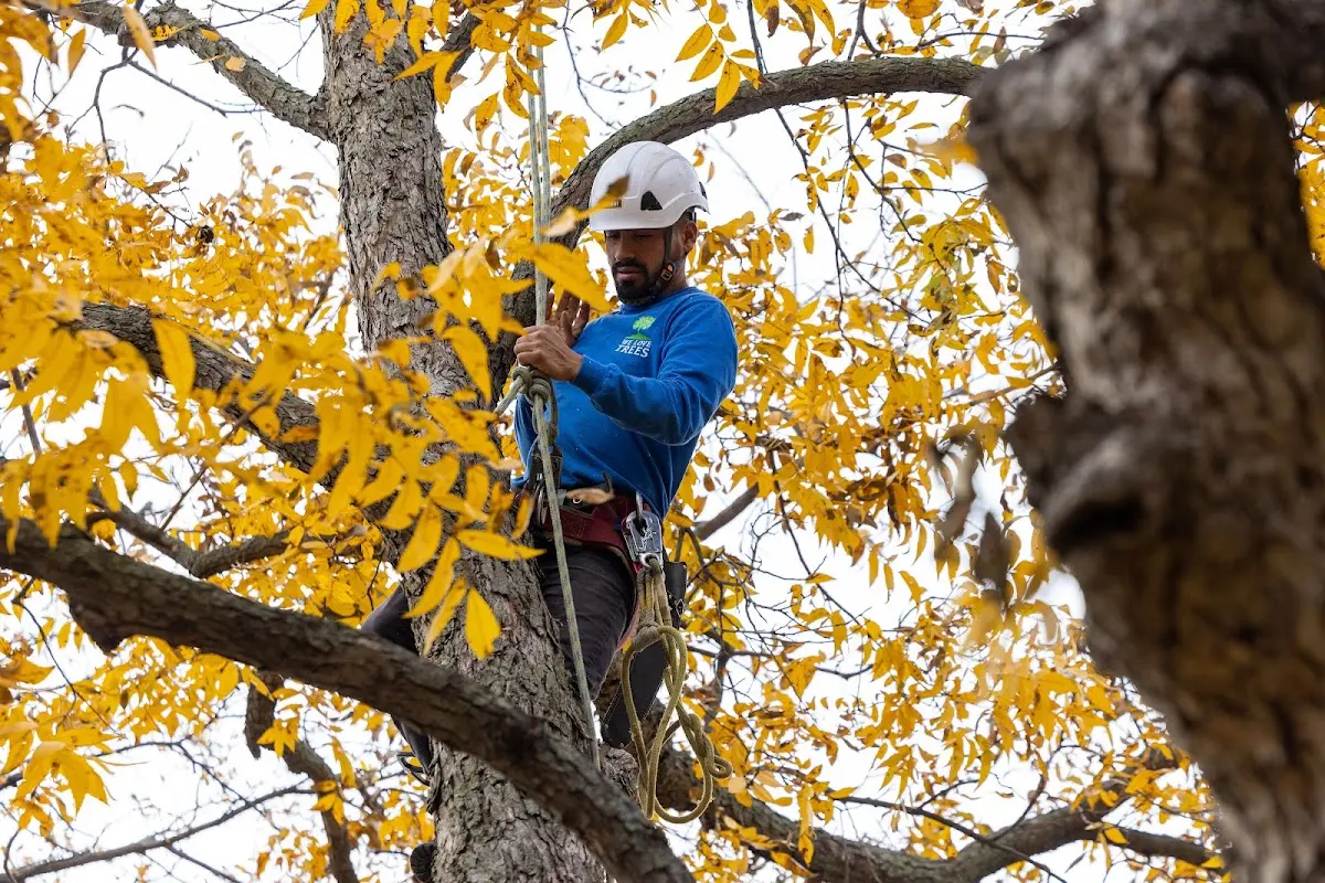 Skilled Tree Planing crew working in Orosi